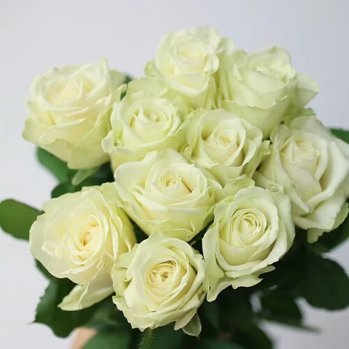 白雪山玫瑰18支+2支防损云南直发生日礼物家庭插花