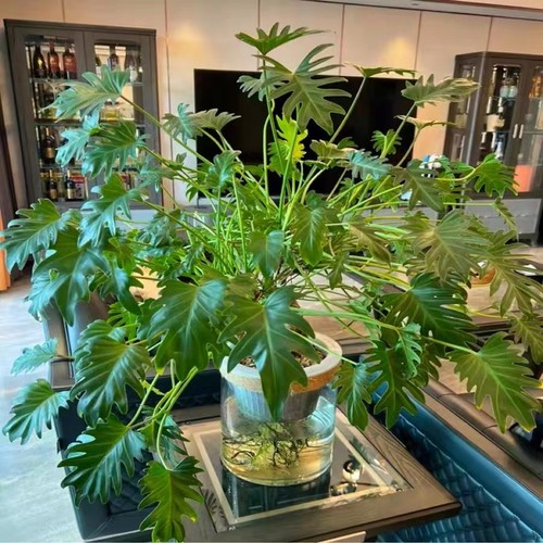 小天使盆栽植物龙鳞盆景绿植花卉