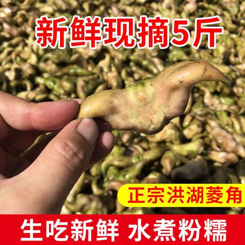 洪湖新鲜现摘新鲜老菱角价格实惠