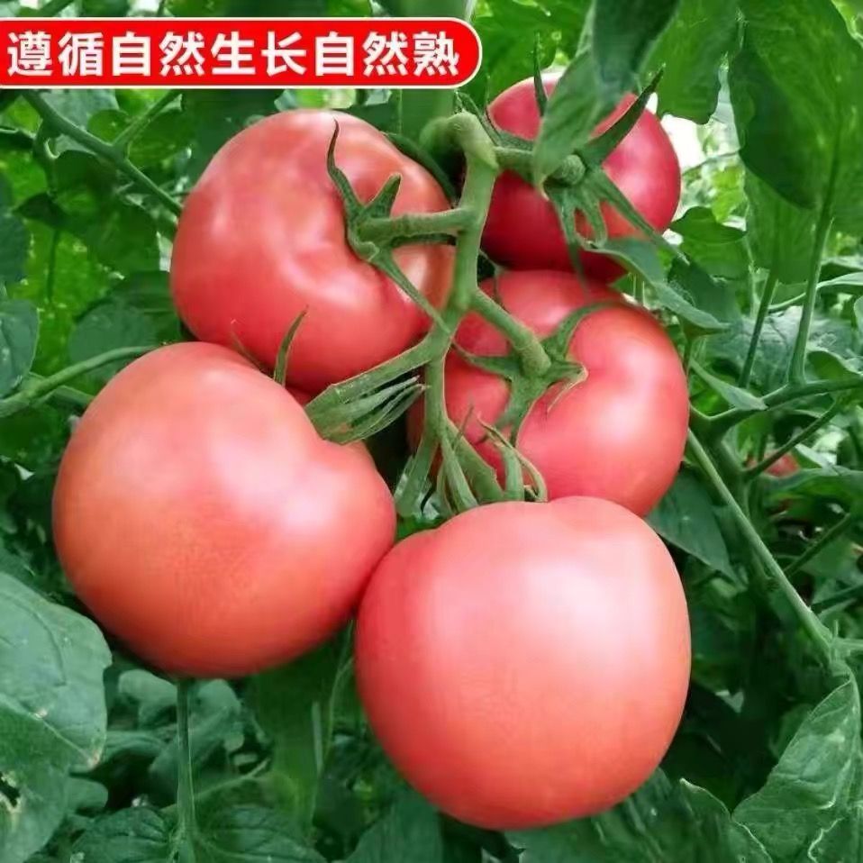 农家有机肥露天种植西红柿自然成熟新鲜现摘水果番茄生吃柿子蔬菜