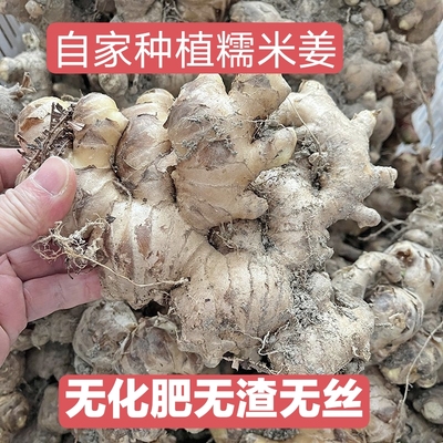 自家种植正宗糯米姜老姜辣味足猪脚醋专用姜无渣无丝月子生姜米姜