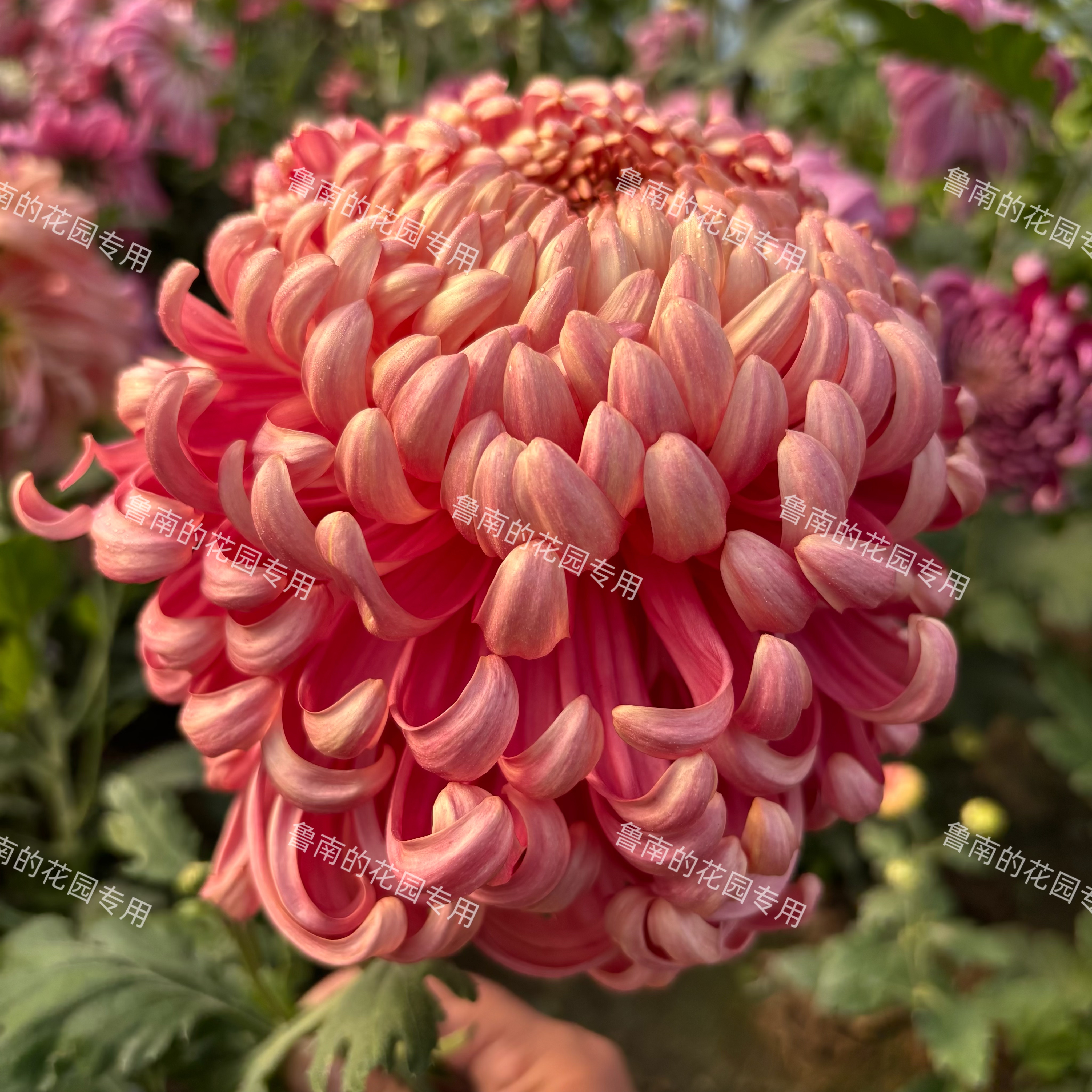 鲁南的花园大菊花苗2B组 多品菊花类