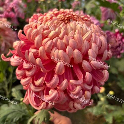鲁南的花园大菊花苗2B组 多品种穴盘苗 对版
