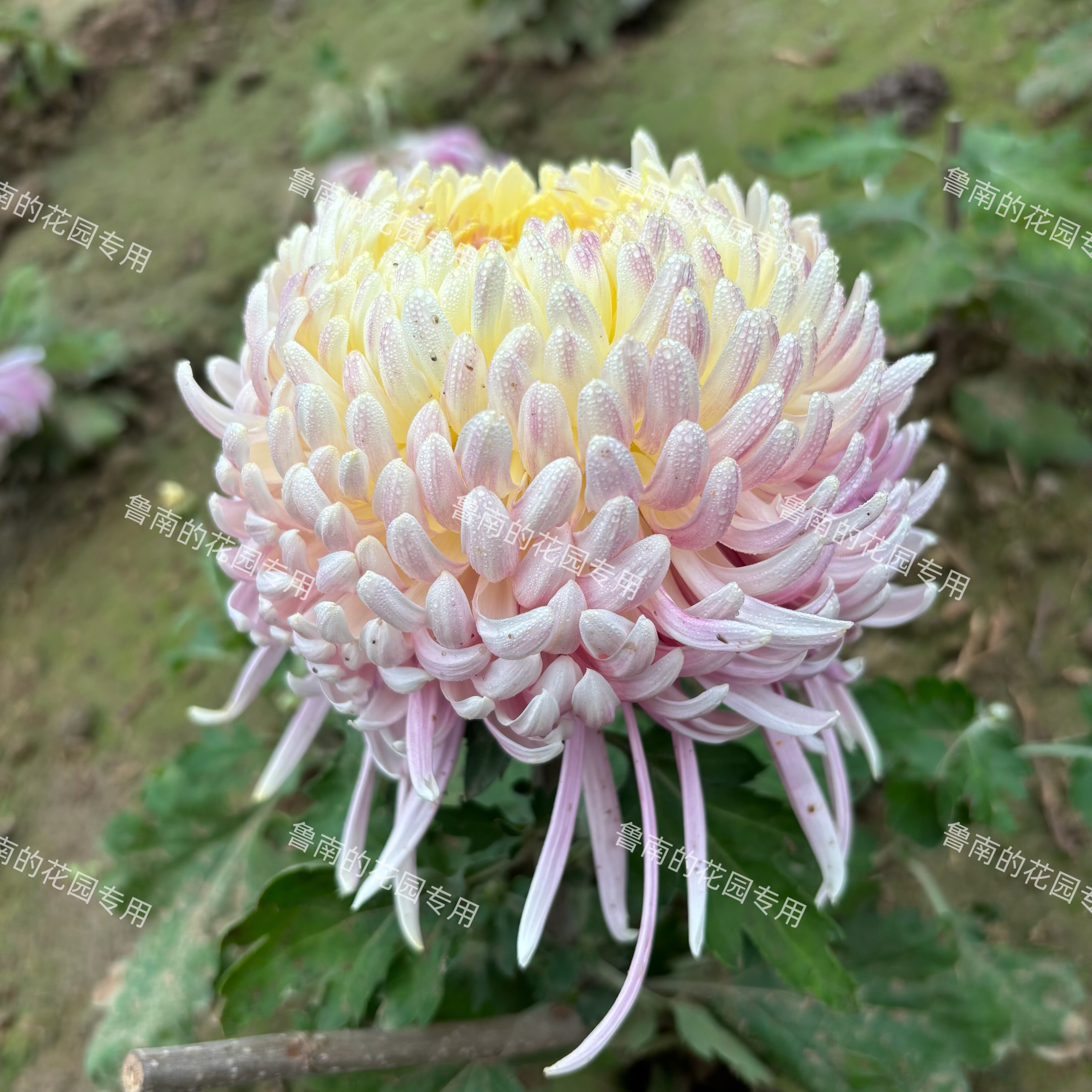 鲁南的花园大菊花苗3A组 多品菊花类