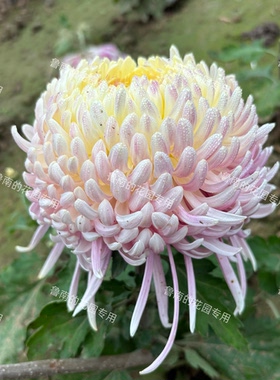 鲁南的花园大菊花苗3A组 多品种包对版穴盘苗