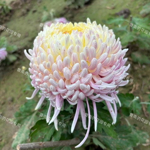 鲁南的花园大菊花苗3A组 多品种包对版穴盘苗