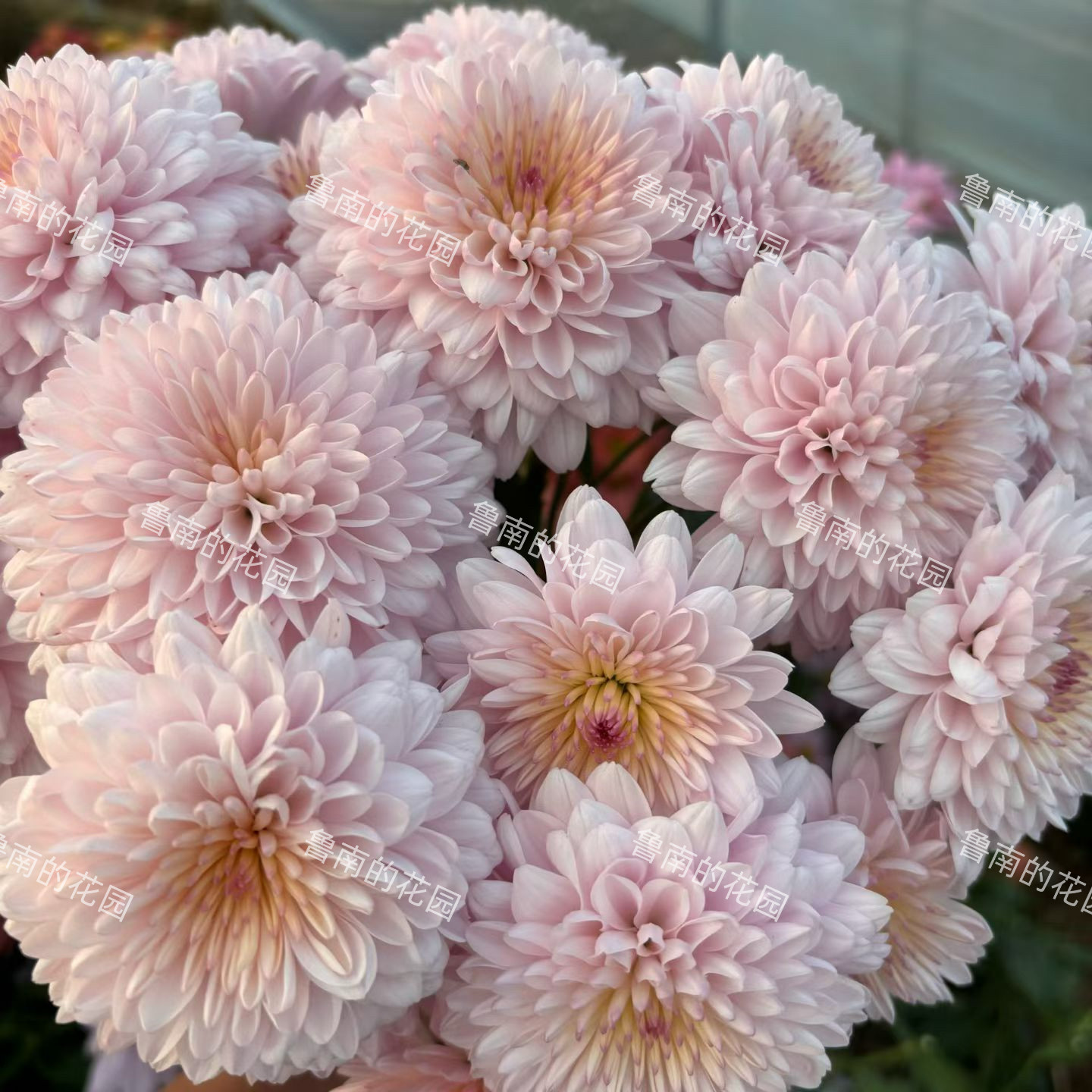 鲁南的花园切花小菊1B组 多品菊花类