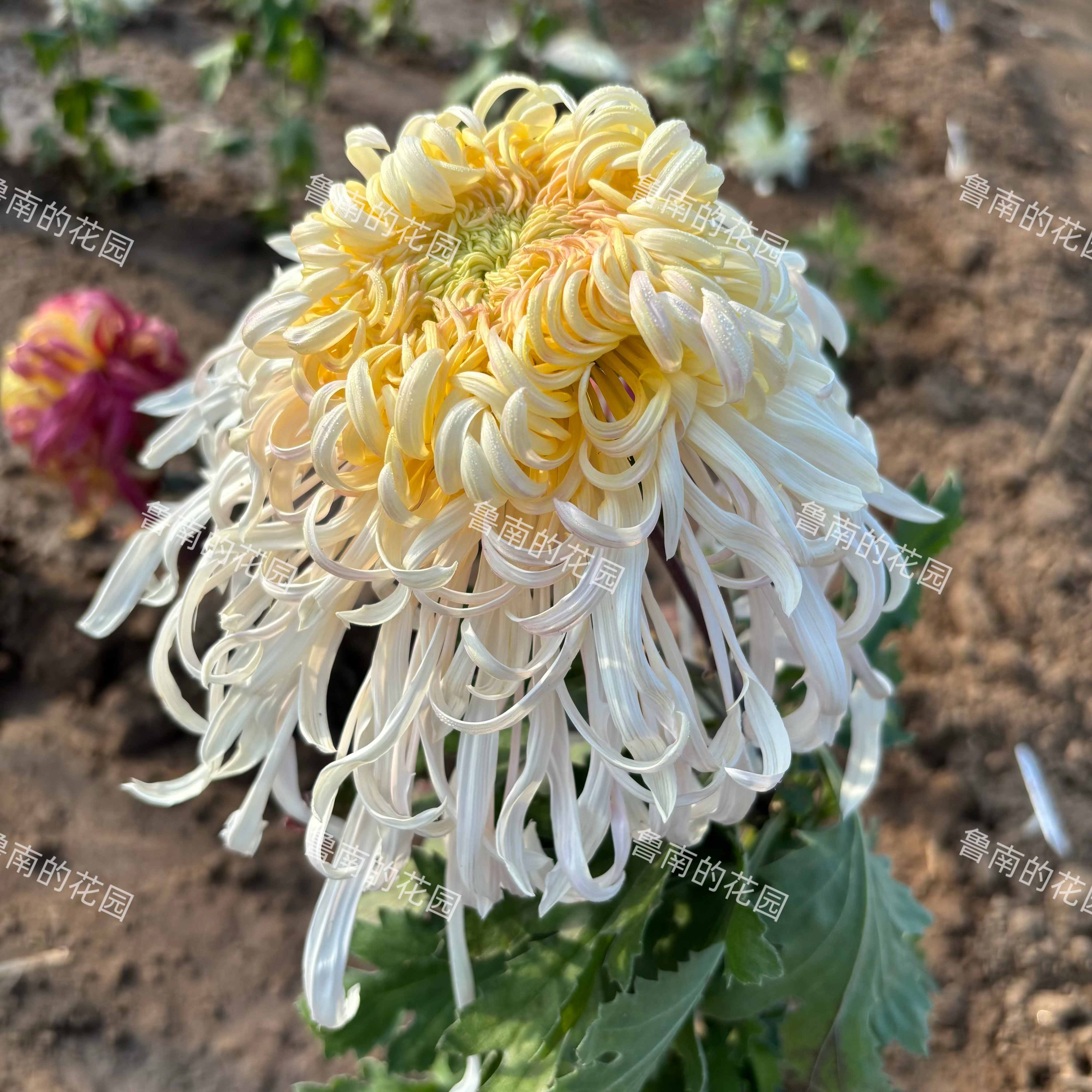 鲁南的花园大菊花苗3C组 多品菊花类
