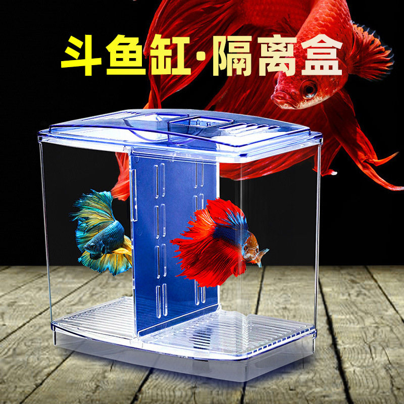 小型桌面斗鱼观赏鱼塑料