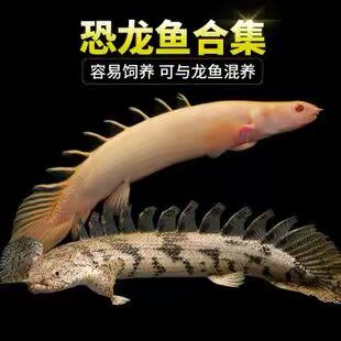 虎斑恐龙鱼活体红眼恐龙大花恐龙王大型热带观赏鱼底层鱼龙鱼配鱼
