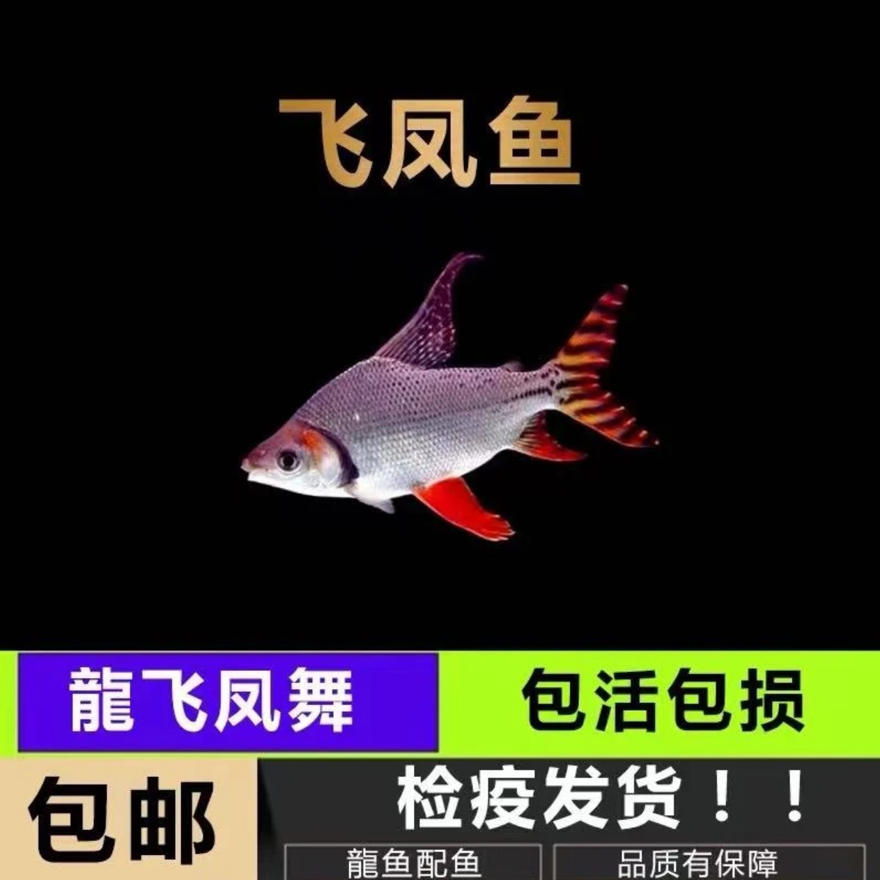 飞凤鱼活体泰国高端配鱼
