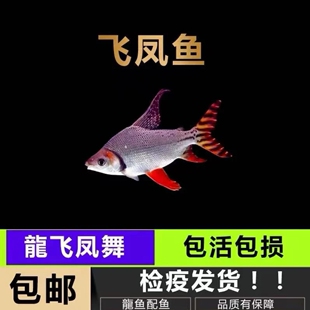 飞凤鱼活体泰国鲫金凤银凤龙鱼高端配鱼垃圾淡水热带观赏鱼