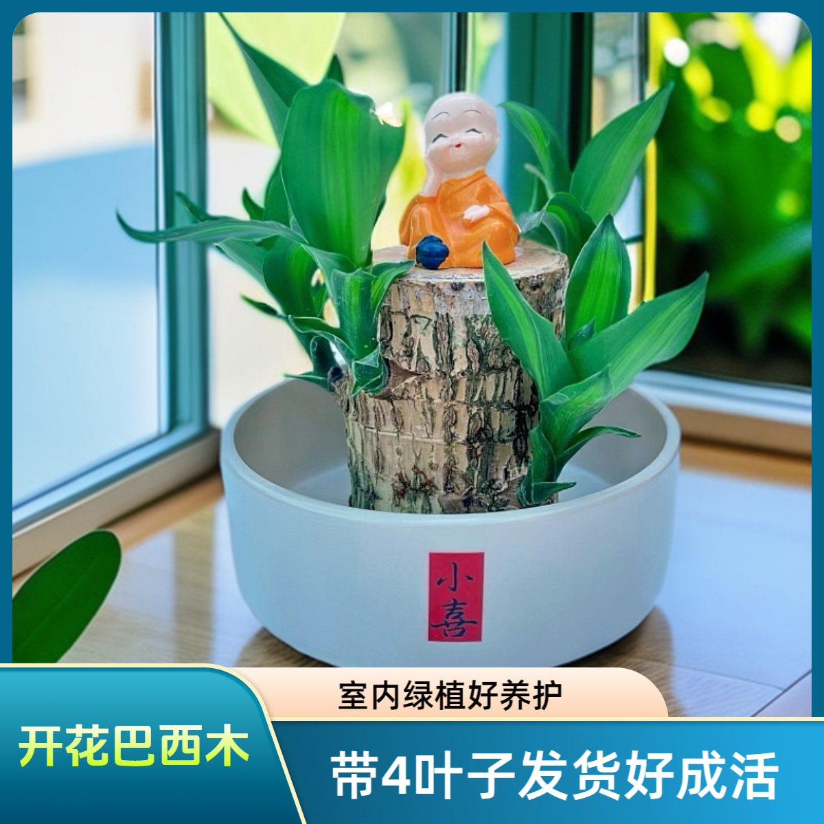 带芽带叶多芽巴西木绿植净化空气