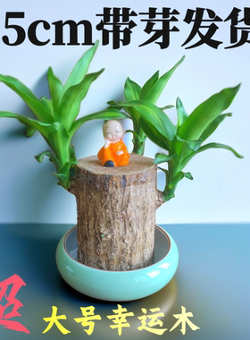 真巴西木水培特大超大号10粗老桩树开花植物土培幸运木带芽卧室内