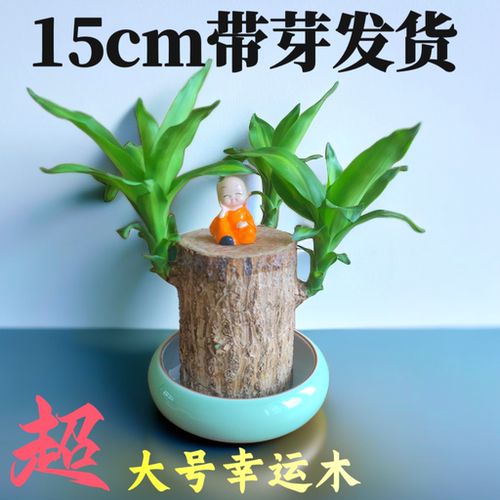 特大号巴西木巴西木可开花卧室