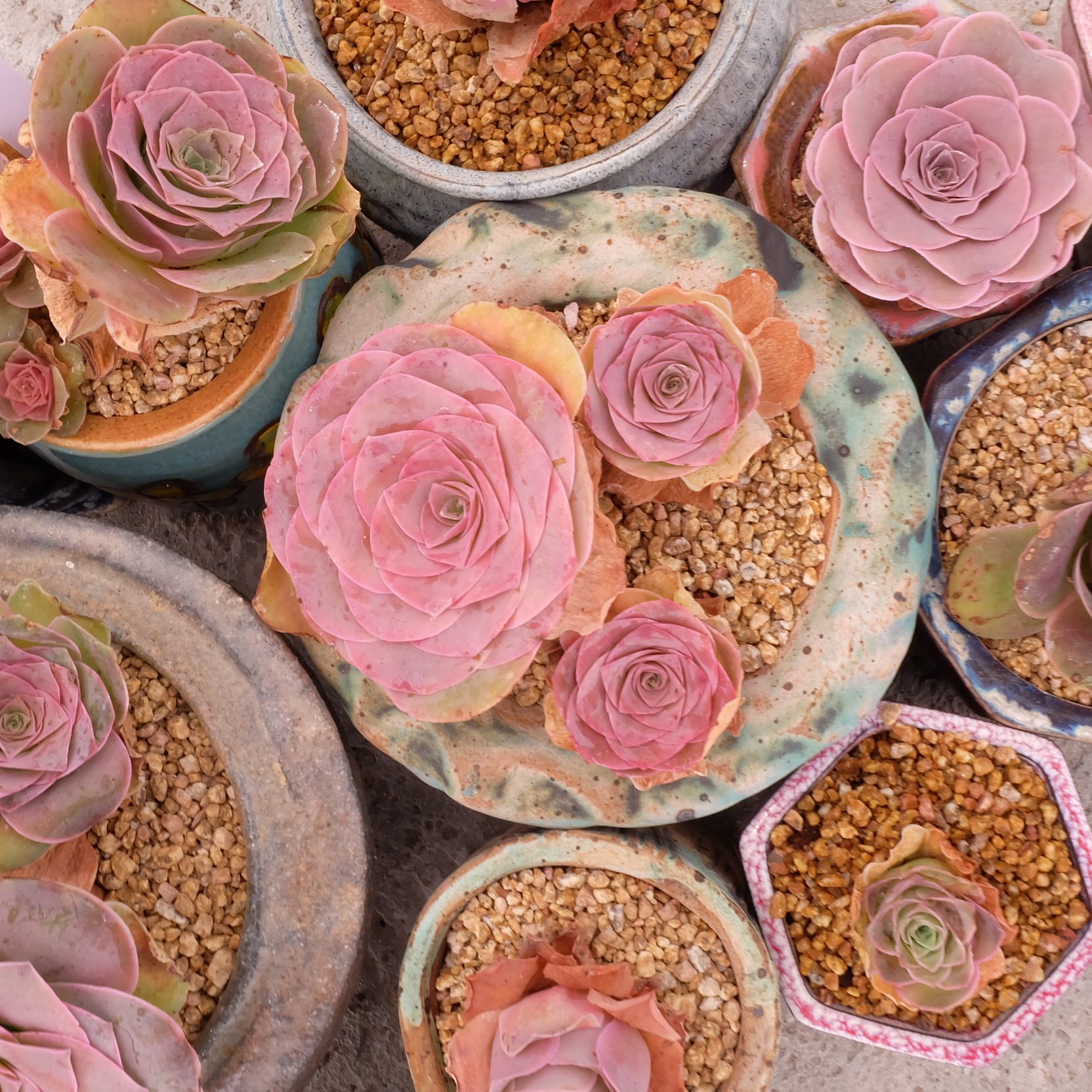 粉耶罗山地玫瑰多头老桩多肉植物 一物一拍丑地猫精品多肉