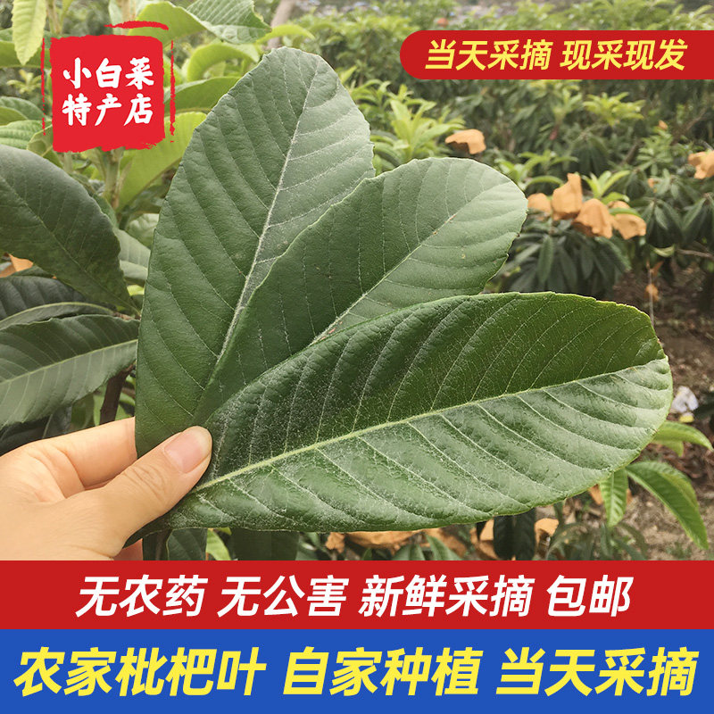 枇杷叶新鲜特级四川枇杷树叶500g现摘食用茶琵琶叶偏方枇杷膏原料