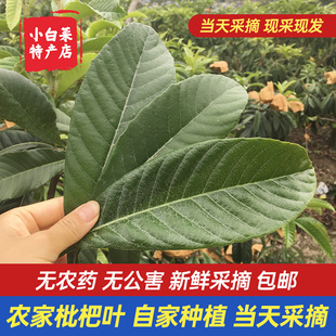 枇杷叶新鲜特级四川枇杷树叶500g现摘食用茶琵琶叶偏方枇杷膏原料