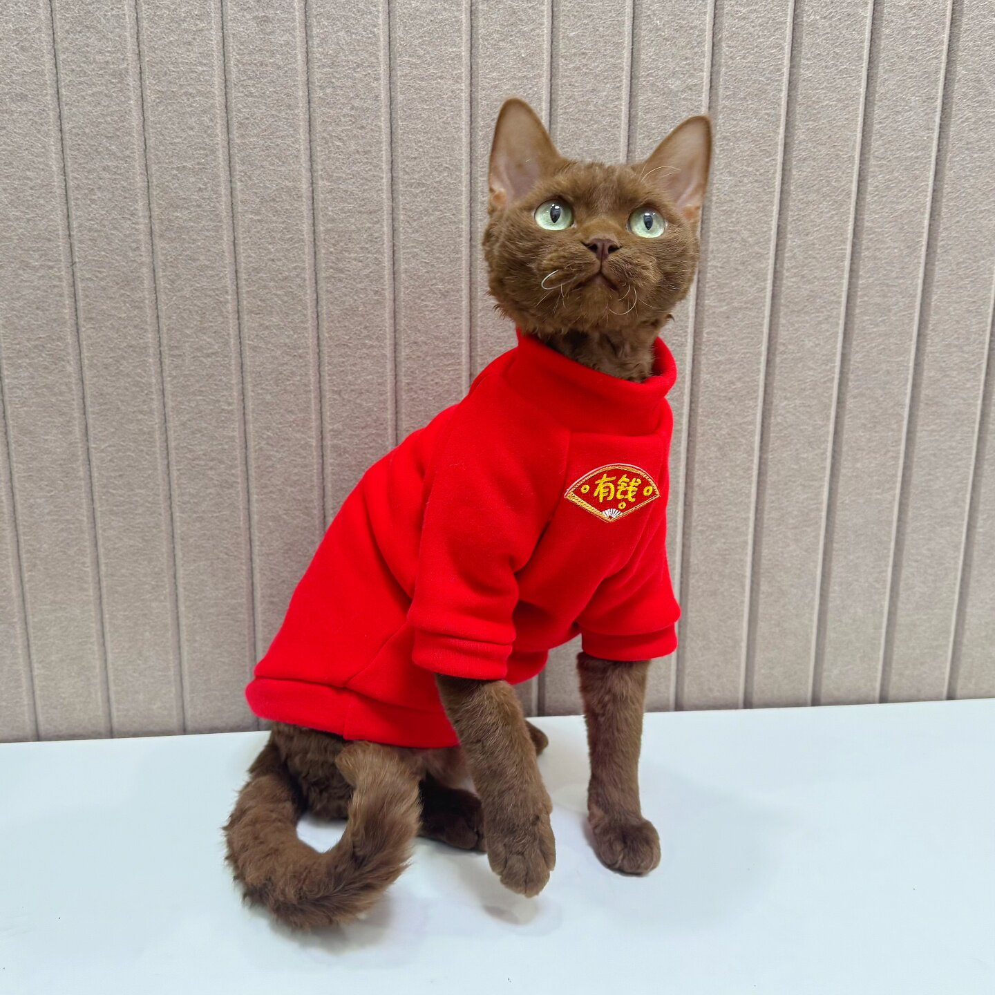 新年大红德文猫衣服史芬克斯无毛猫衣服纯棉不倒绒柔软弹力好穿