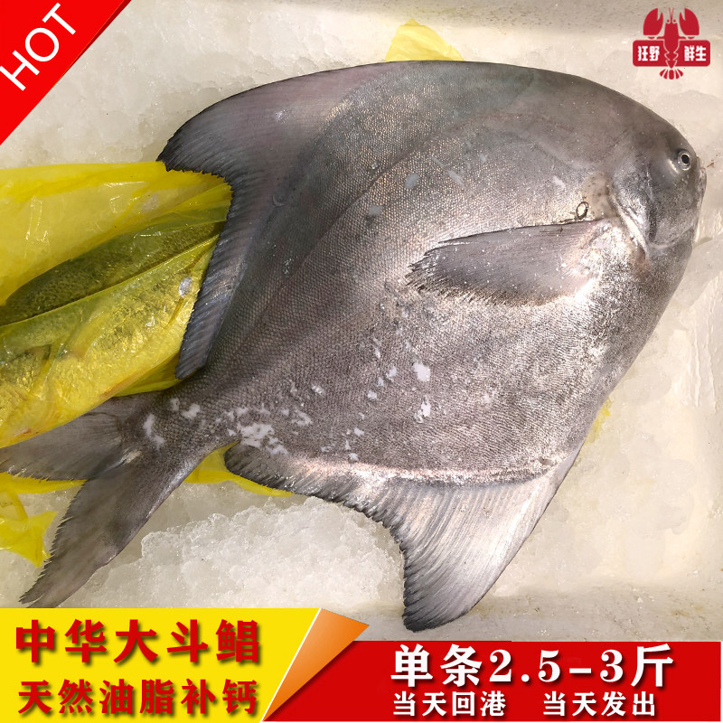东海中国鲳海钓天然野生中华大斗鲳鱼海捕新鲜现捕鹰鲳鱼深海平鱼
