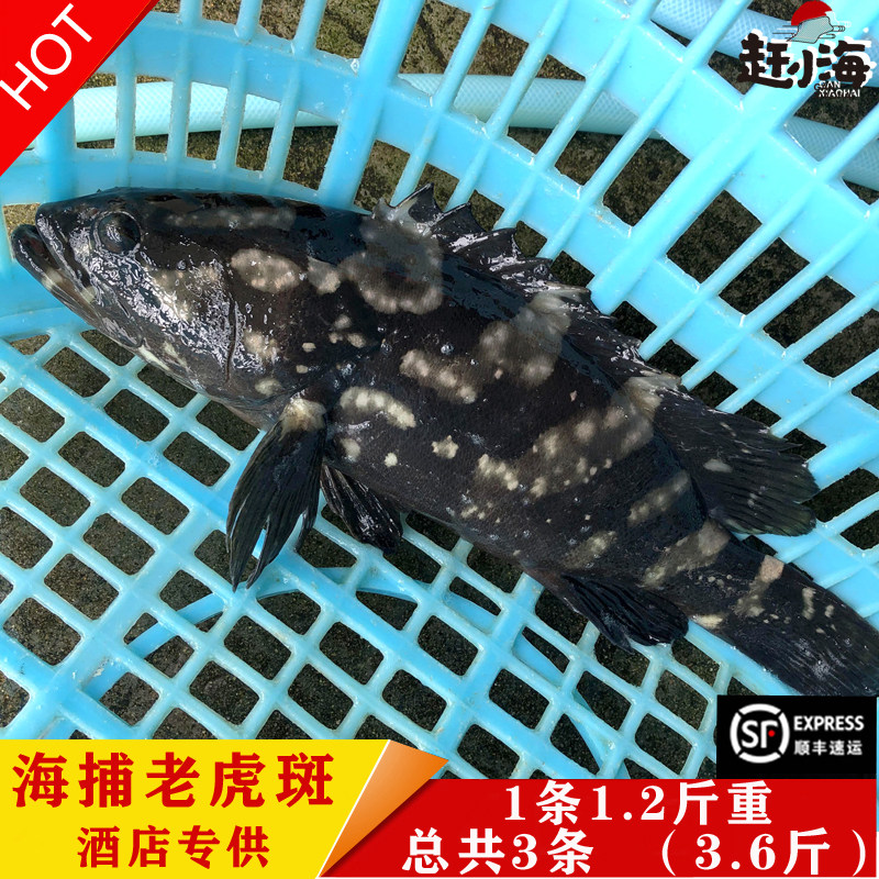 赶小海 新鲜海鲜水产鲜活现捕现捞野生老虎斑鱼石斑鱼酒店专用3条
