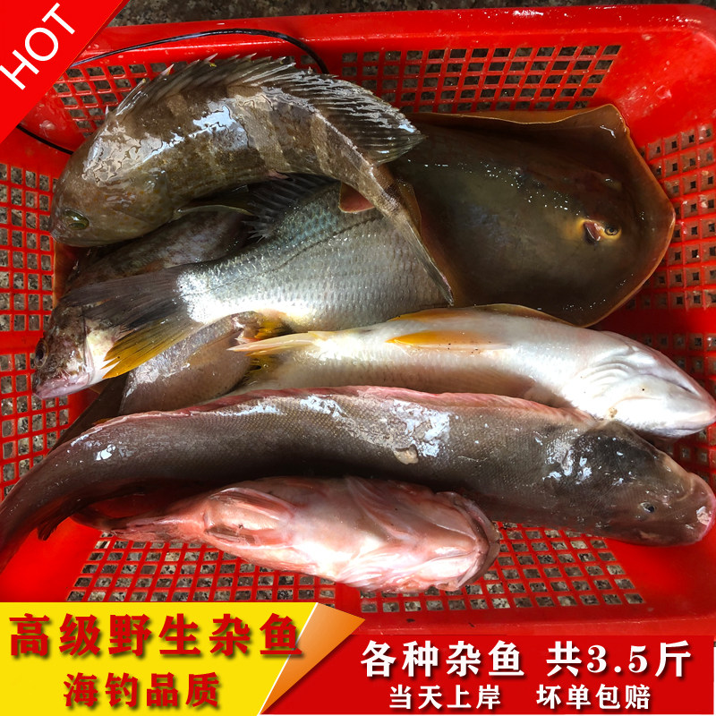 霞浦小船货海钓品质海鲜现捕海鱼野生杂鱼煲石斑鱼黄鱼斗鲳3.5斤