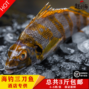 现捕海钓天然三刀鱼海鲜水产鲜活鹰斑鲷咬破布三康金花万年瘦海鱼