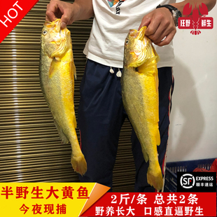 今夜现捕半野生大黄鱼野化黄花鱼海鲜鲜活海鱼宝宝辅食礼盒2斤2条