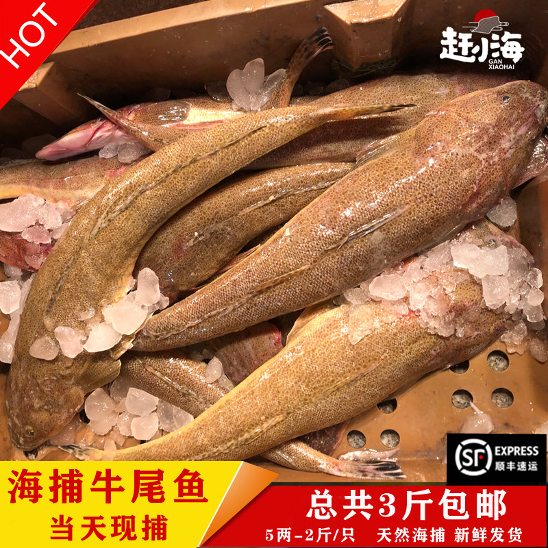 海鲜水产鲜活新鲜现捕牛尾鱼海捕箭头鱼野生鸡腿辫子鱼拐子鱼3斤