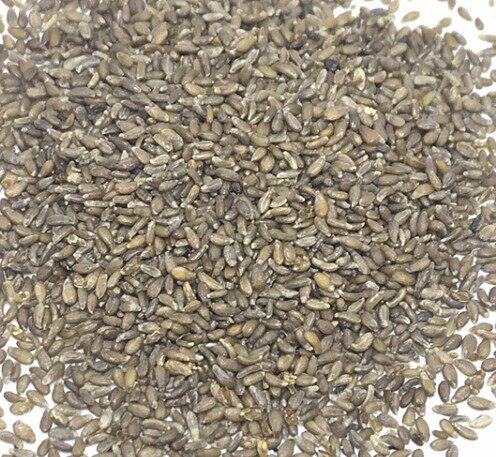 中药材沙苑子沙蒿子500g包邮正宗沙浩子纯天然沙蒿子粉沙蒿子面粉