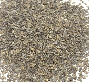 中药材沙苑子沙蒿子500g包邮正宗沙浩子纯天然沙蒿子粉沙蒿子面粉