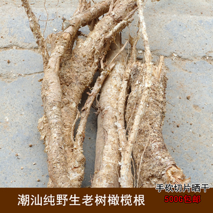 潮汕百年老龄橄榄树根新鲜青橄榄根黄橄榄根青果树根白榄树根500g