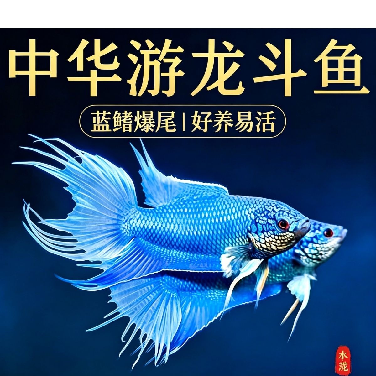 中国无纹蓝中华游龙斗鱼活鱼蓝鳍爆尾冷水淡水鱼新手易养群居混养