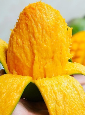 正宗金煌芒芒果9斤 水仙芒果现摘热带新鲜水果甜心芒特大整箱包邮