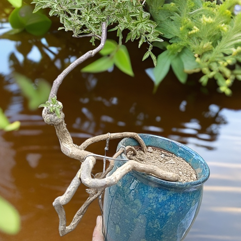 黄荆盆景素材，直播间一物一拍