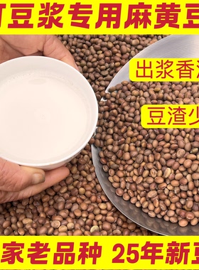 湖南本地老品种麻黄豆打豆浆专用
