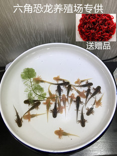 六角恐龙鱼东方蝾螈淡水冷水鱼金鱼饲料火龙鱼观赏鱼活体宠物锦鲤