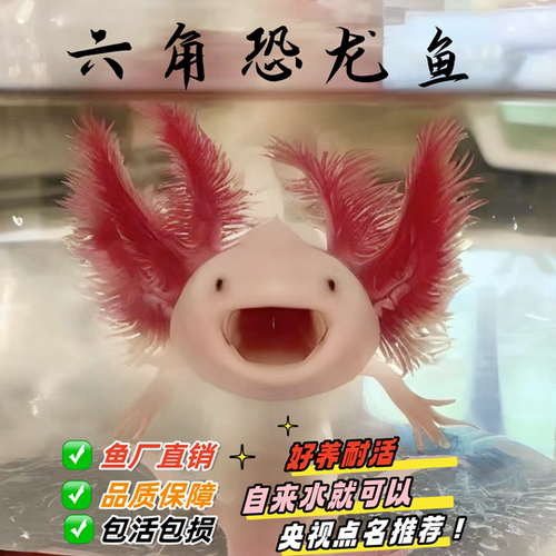六角恐龙鱼东方蝾螈淡水活体
