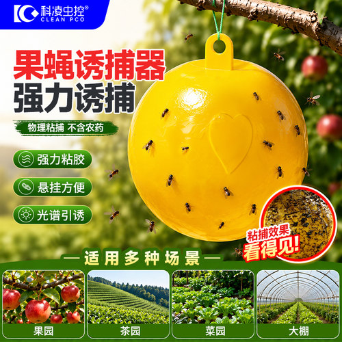 强力粘捕果蝇小飞虫引诱球