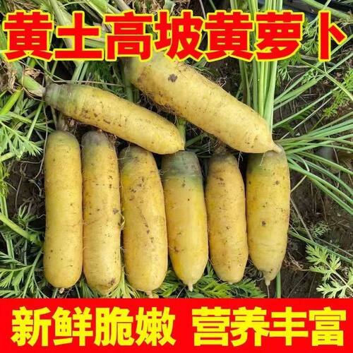 陕北黄萝卜胡萝卜水果