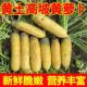 陕北特产黄萝卜新鲜蔬菜黄心黄胡萝卜抓饭生吃水果一份净重五斤