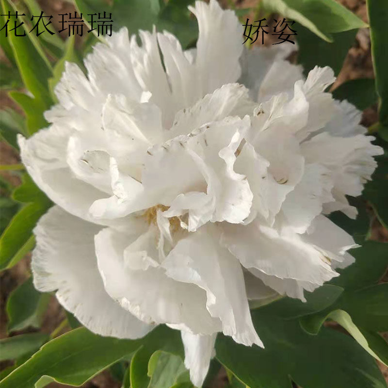 娇姿菏泽正宗牡丹花苗粉色老品观赏重瓣大苗树苗庭院盆栽带花苞