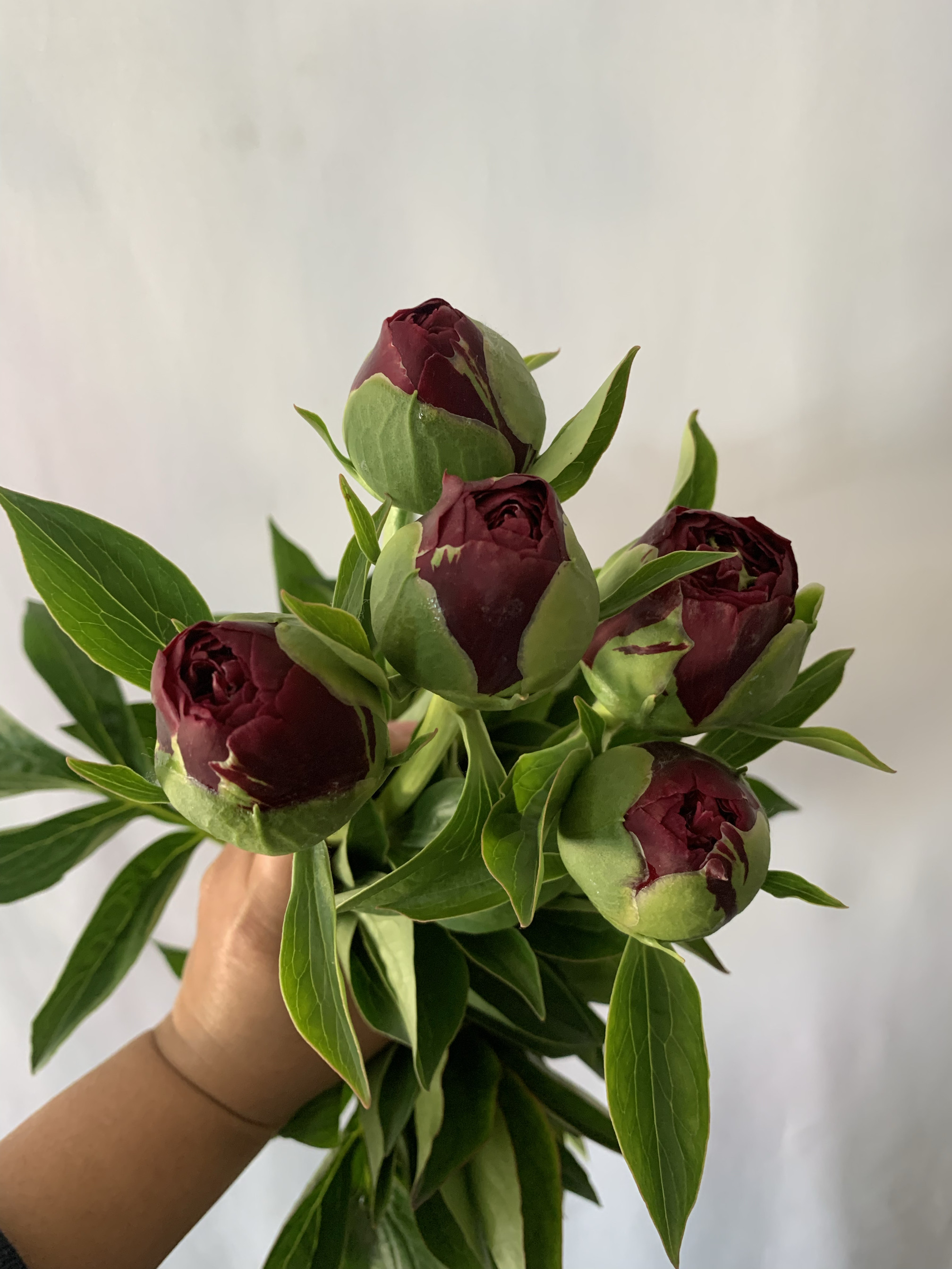 老忠诚紫黑色进口芍药鲜花水瓶办公家庭插花菏泽基地直发顺丰包邮
