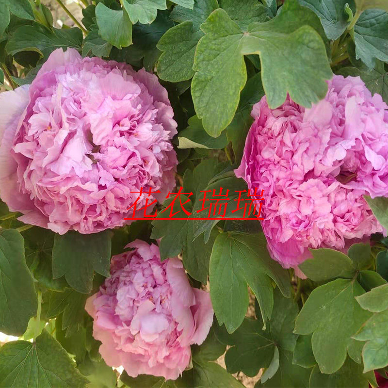 菏泽洛阳正宗牡丹花苗紫蓝魁观赏大花重瓣大苗树苗庭院盆栽带花苞