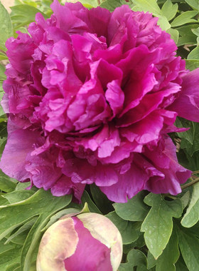 菏泽洛阳黑色重瓣庭院牡丹花苗
