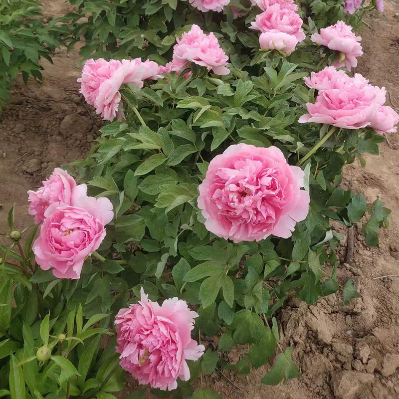 贵妃插翠菏泽洛阳正宗牡丹花苗粉观赏重瓣大苗树苗庭院盆栽带花苞