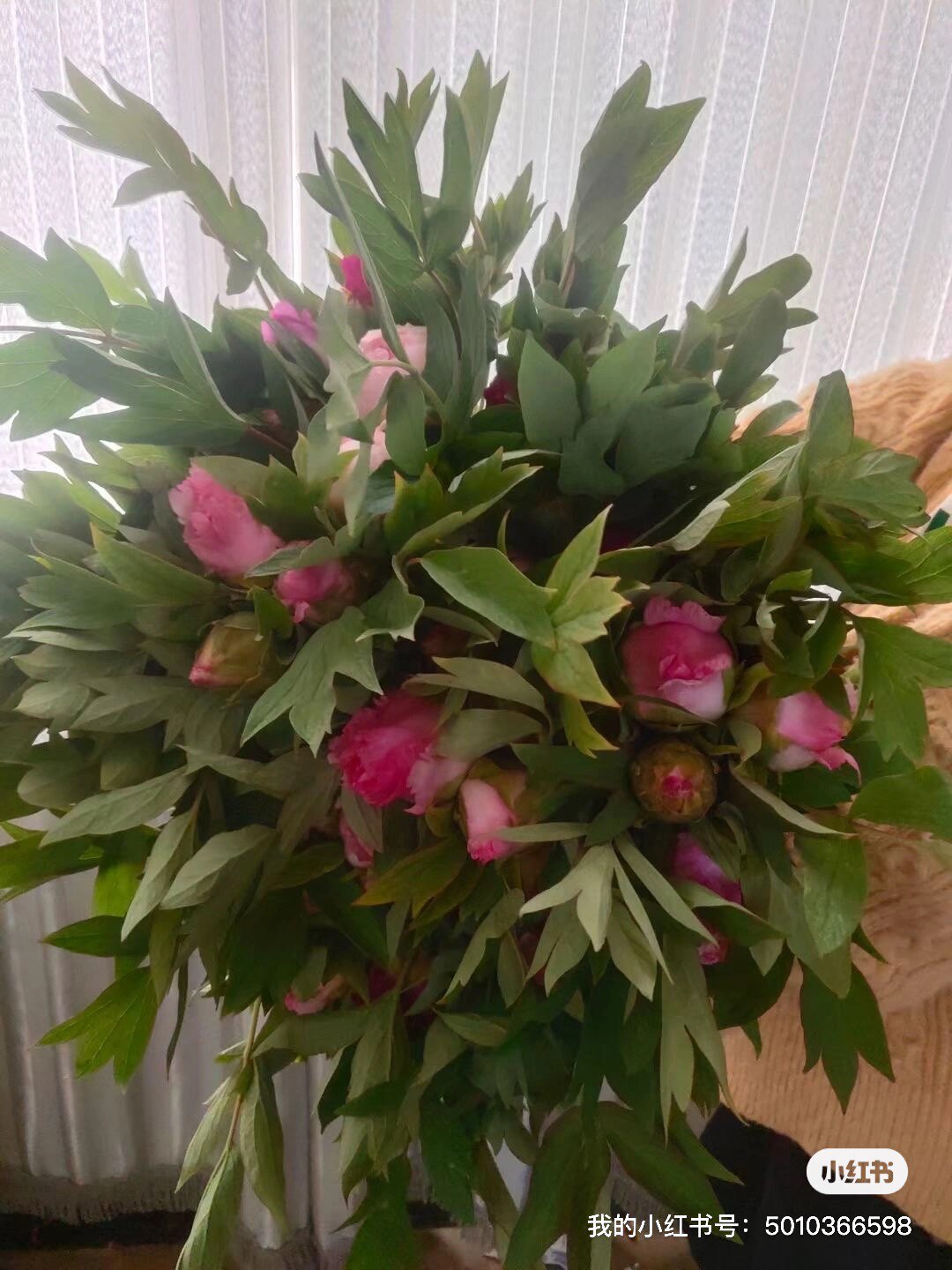 鲜花牡丹年宵花鲜花水瓶插花菏泽基地直发随机色10支一扎