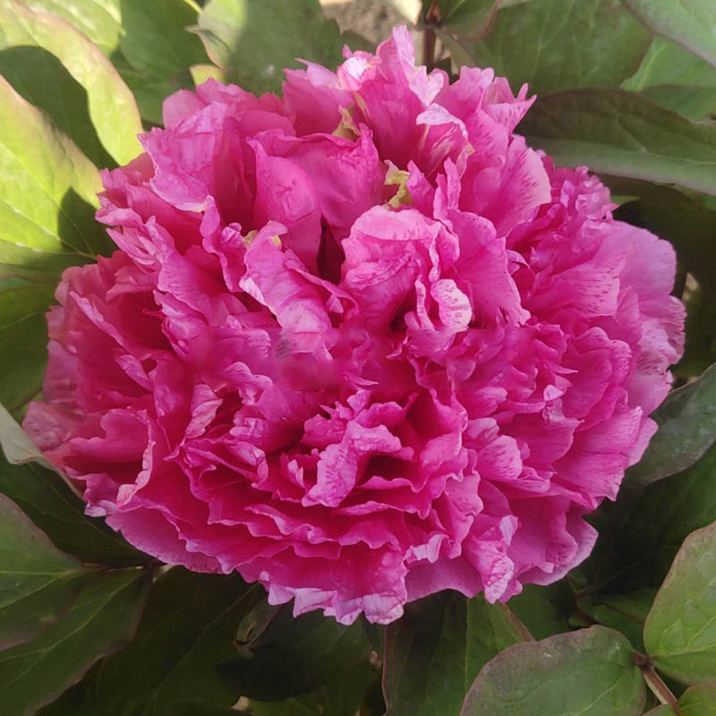 卷叶红菏泽正宗牡丹花苗红色观赏重瓣大苗树苗t 庭院盆栽带花苞