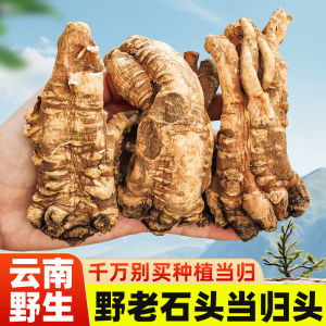 云南野生当归头非岷县当归头深山不打硫整c个当归头500克可切片