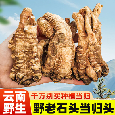 云南野生当归头非岷县当归头深山不打硫整c个当归头500克可切片